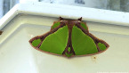 Geometrid Moth