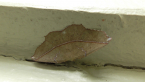 Geometrid Moth