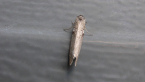 Oecophoridae Moth