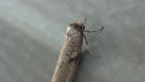 Oecophoridae Moth