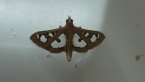 Crambid Moth