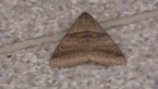 Erebidae Moth