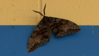 White-stemmed Gum Moth