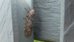 Oecophoridae Moth