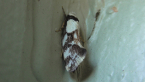 Oecophoridae Moth