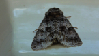 Noctuid Moth