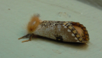 Common Epicoma