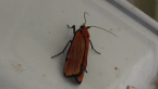 Lichen Moth