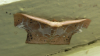 Geometrid Moth
