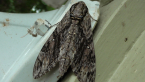 Hawk Moth