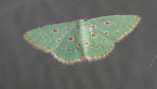 Red-dotted Emerald Moth
