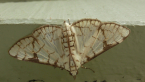 Crambid Moth