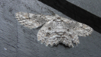 Geometrid Moth