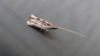 Tropical Longhorned moth
