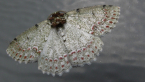 Geometrid Moth