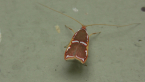 Depressariid Moth