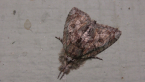 Nolidae Moth