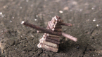 Log Cabin Case Moth