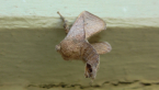 Cup Moth