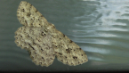 No Genus Moth