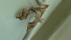 Crambid Moth