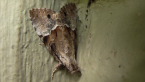 Erebidae Moth