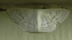 Geometrid Moth