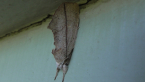 Notodontid Moth