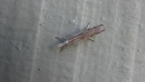 Crambid Moth