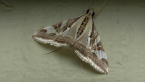 Crambid Moth