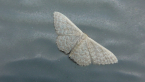 Geometrid Moth