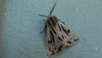Crimson Tiger Moth
