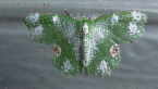 Geometrid Moth