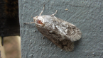 Concealer Moth