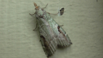 Pyralidae Moth
