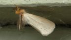 Tinged Tussock Moth