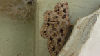 Geometrid Moth