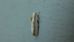 Rough Bollworm