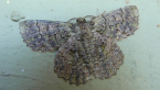Geometrid Moth