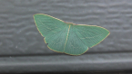 Veined Emerald