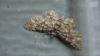 Green &amp; Brown Carpet Moth