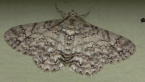 Geometrid Moth