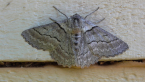 Varied Gray