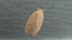 Concealer Moth