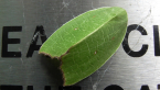 Nolidae Moth
