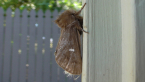 Processionary Caterpillar