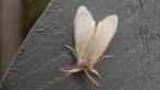 Tussock Moth
