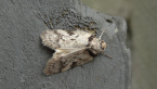 Concealer Moth