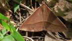 Golden-winged Epidesmia