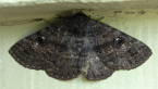 Brown White-banded Noctuid Moth